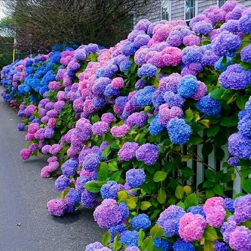 Blue Pink Purple Hydrangea Seeds Stunning and Resilient Perennial Flowers for Your Garden