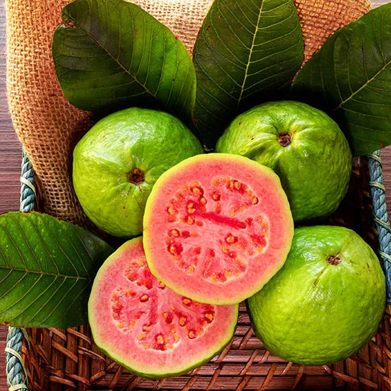 Semillas de guayaba rosa orgánica de guayaba tropical fresa