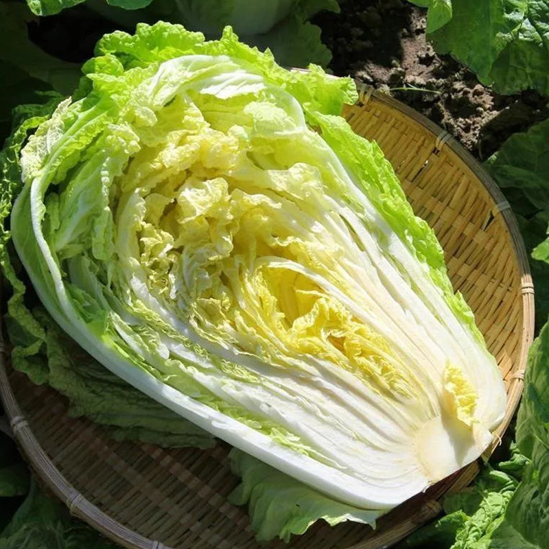 Cabbage Bilko F1 Organic