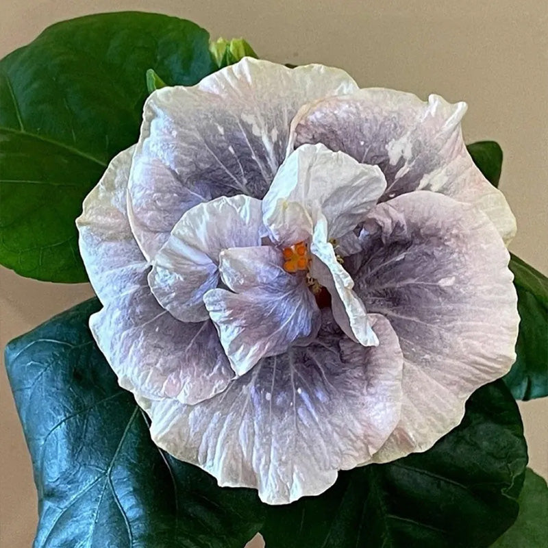 Hibiscus Double Luna