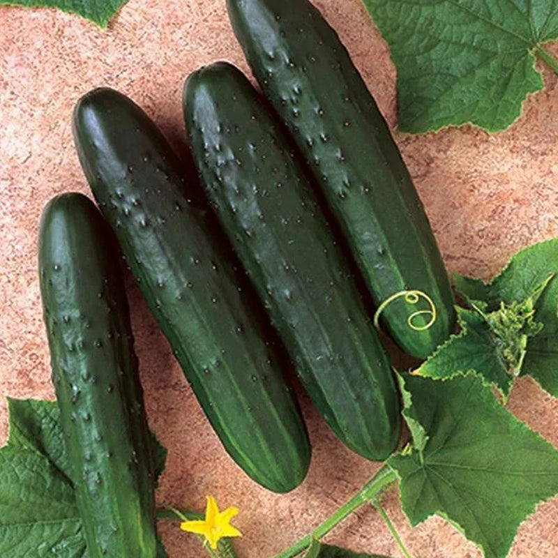 Cucumber Paraiso F1 Organic
