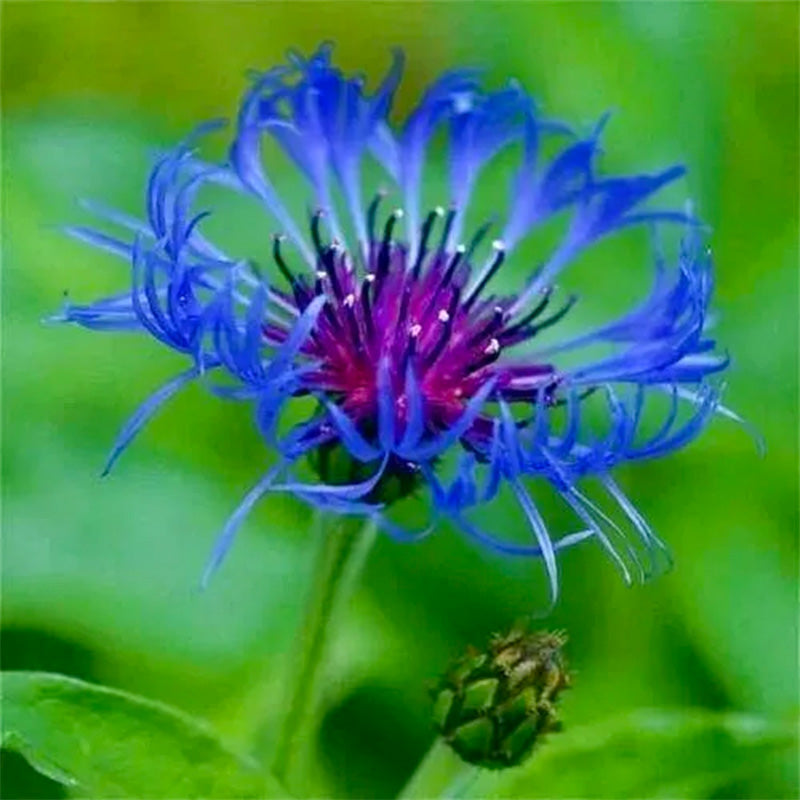 Centaurea montana- Bachelor Buttons