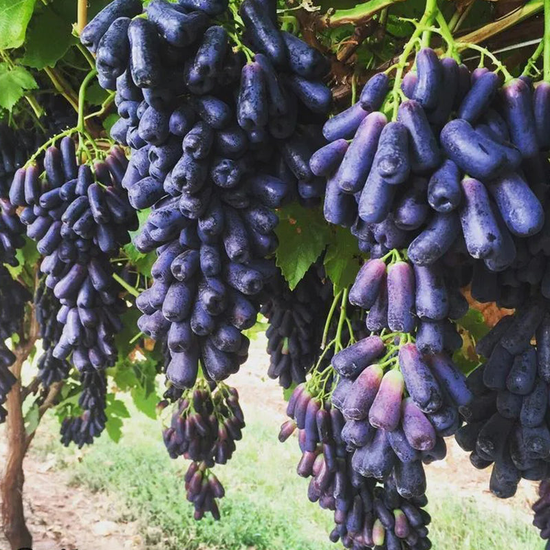 Semillas de uva zafiro sin semillas