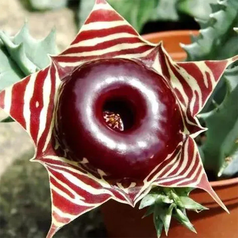 The Little Owl Royal Succulent Seeds