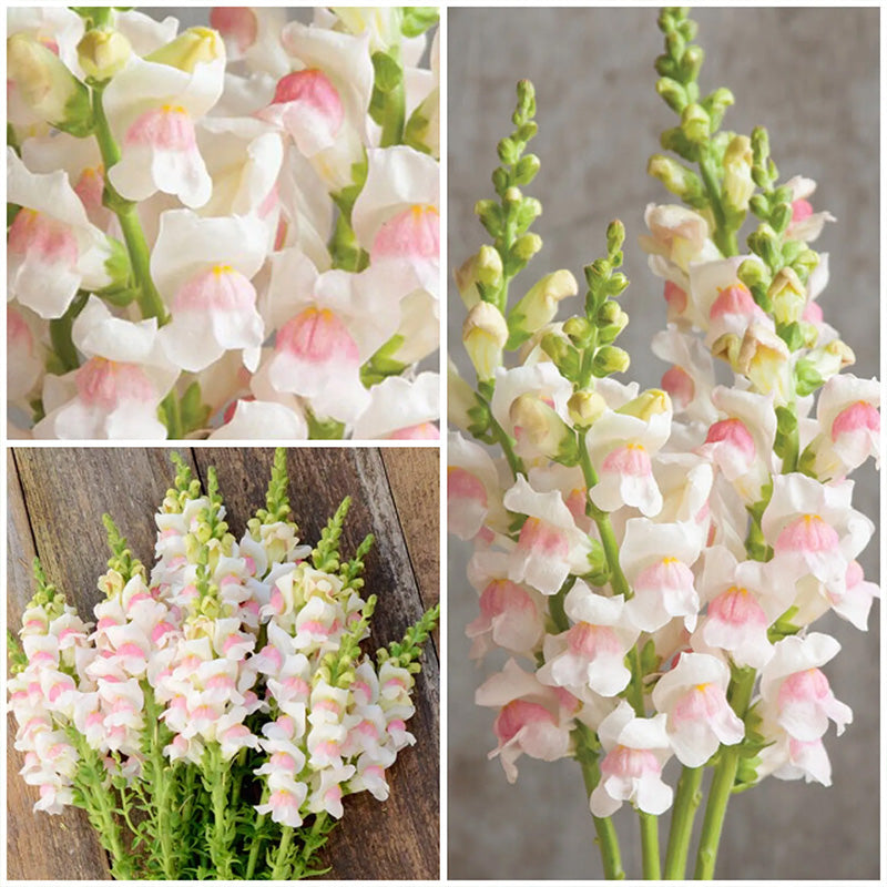 Apple Blossom Snapdragon Flower Seeds-Extremely romantic flowers