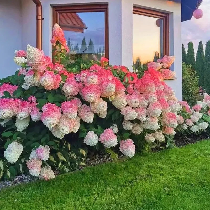 Hortensia con helado de fresa: belleza, reencuentro y gratitud