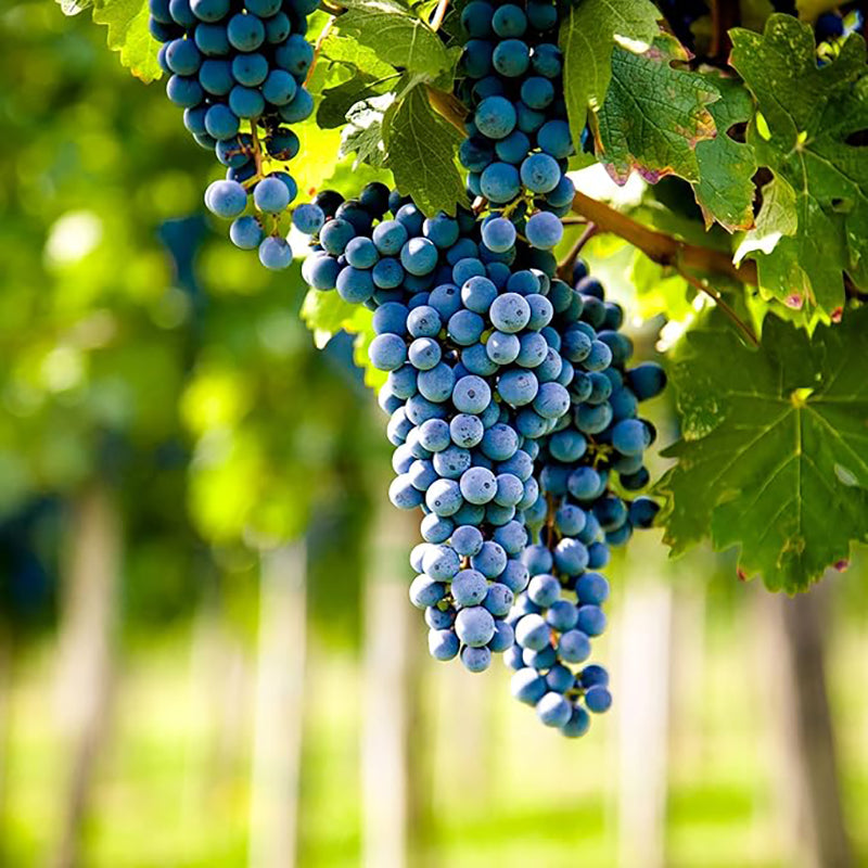 Grape Seeds for Planting Fresh Sweet and Delicious Natural Vine Seeds