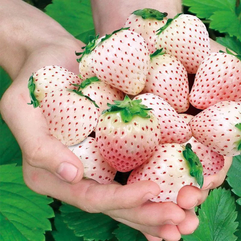 Rare Milk Strawberry Seeds