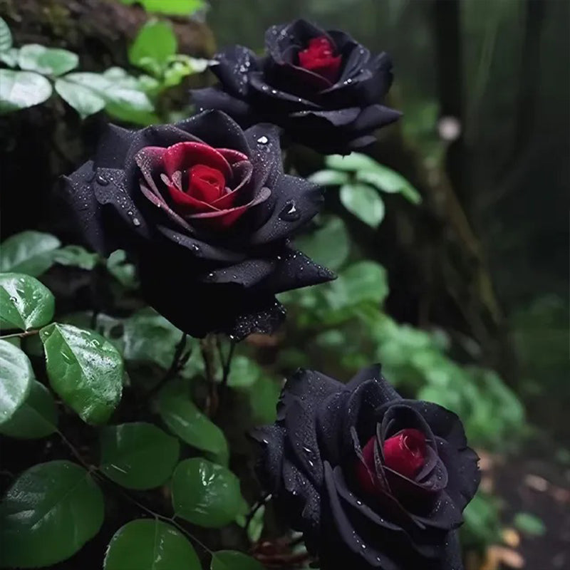 Semillas de flores raras de rosa roja y negra