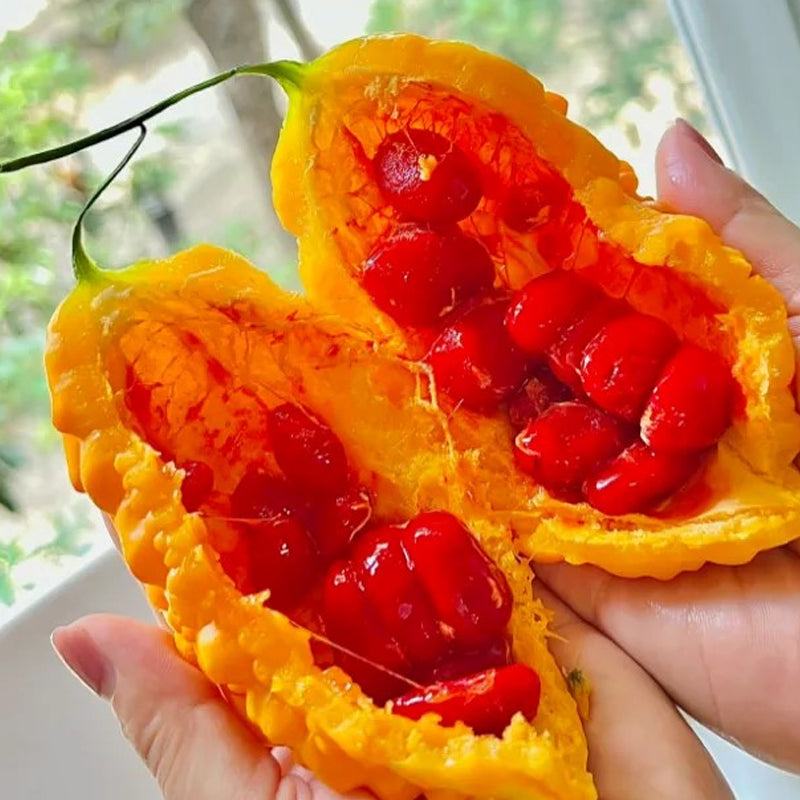 Lai Grape Seeds for Garden Bitter Gourd Seeds