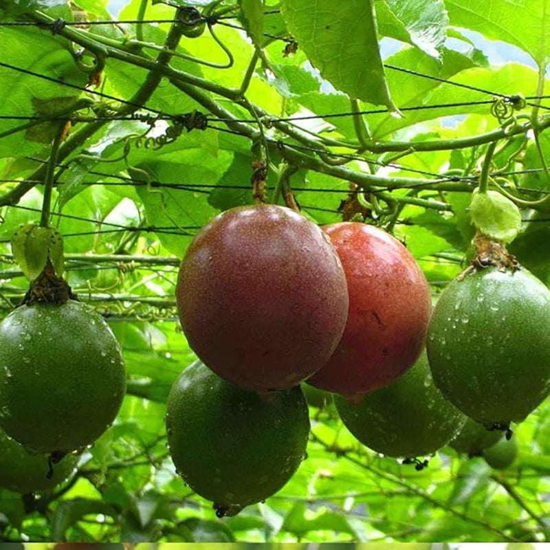 Semillas de flores de maracuyá para plantar