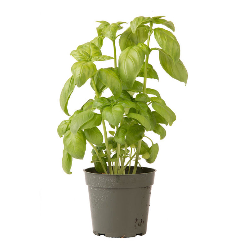 Semilla de albahaca genovesa