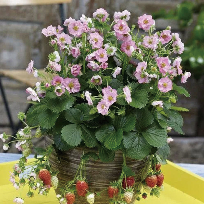 Berried Treasure Pink Strawberry