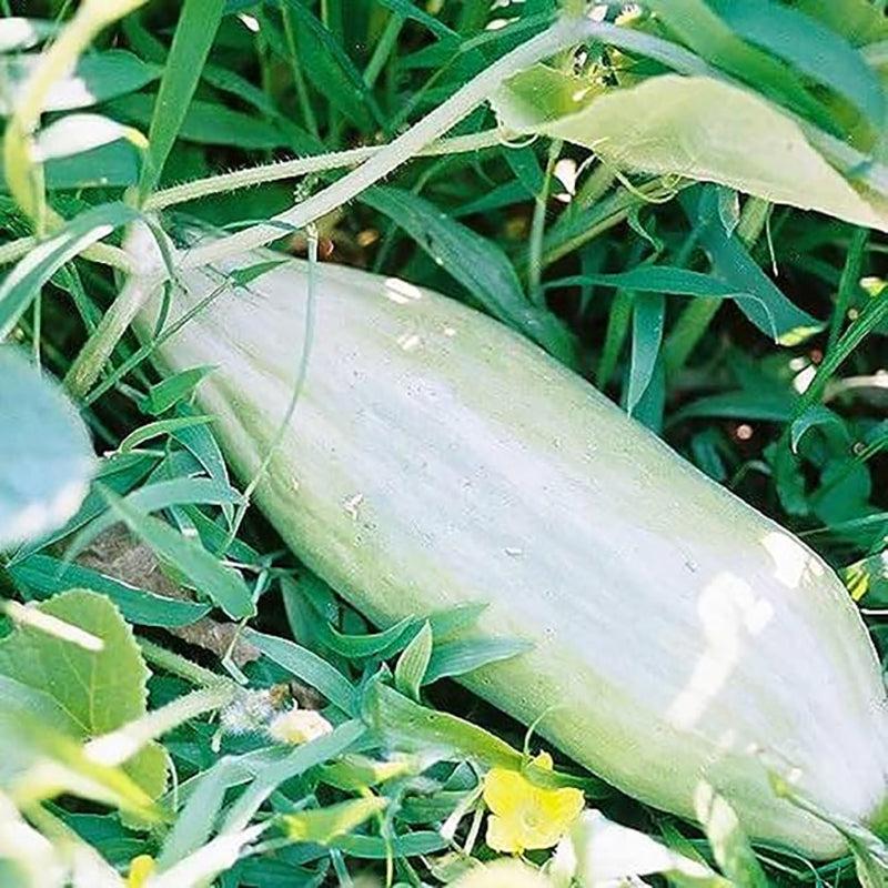 Rare Banana Melon Seed Exotic Charm Sweet Fruit Unique Flavor