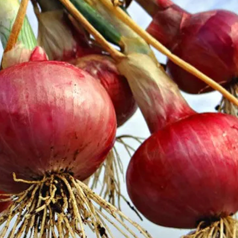 Purple Fruit Onion Vegetable Seeds