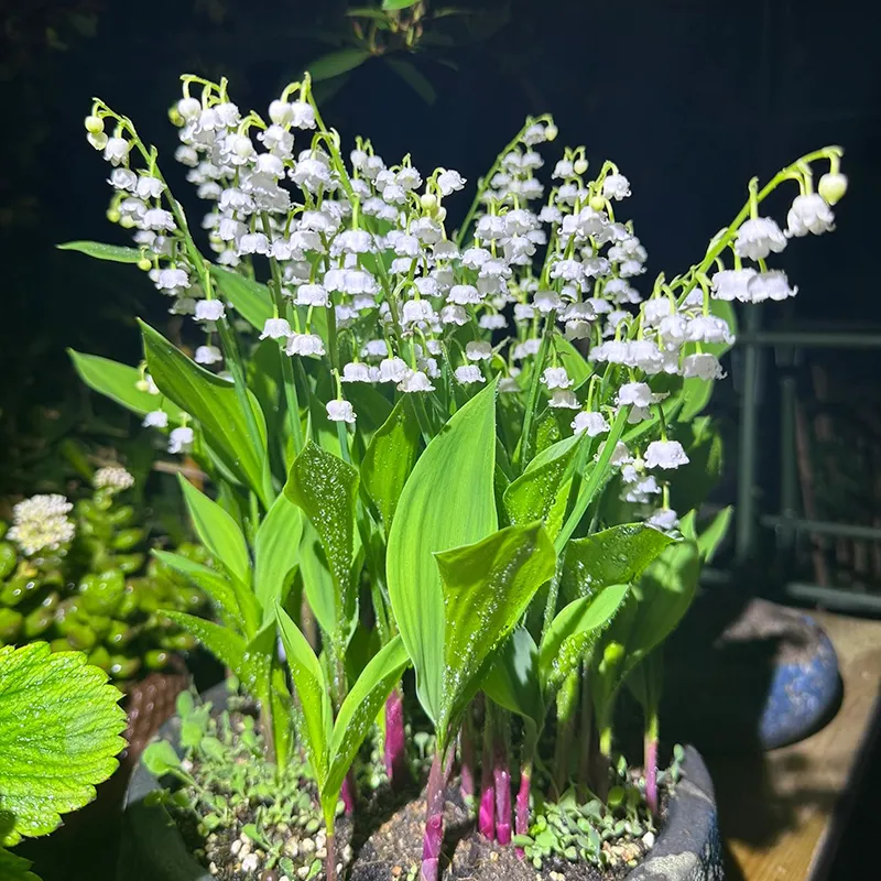 Lily of the Valley Seeds