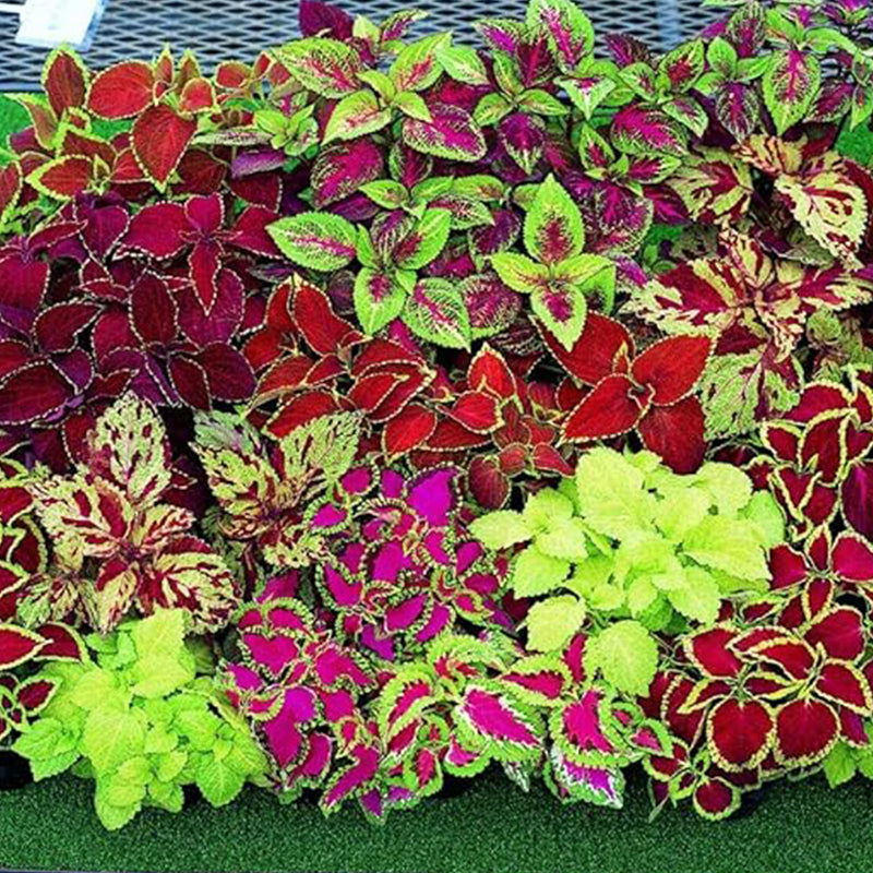 Rare Mixed Coleus Flowers Seeds Rainbow Coleus Wizard