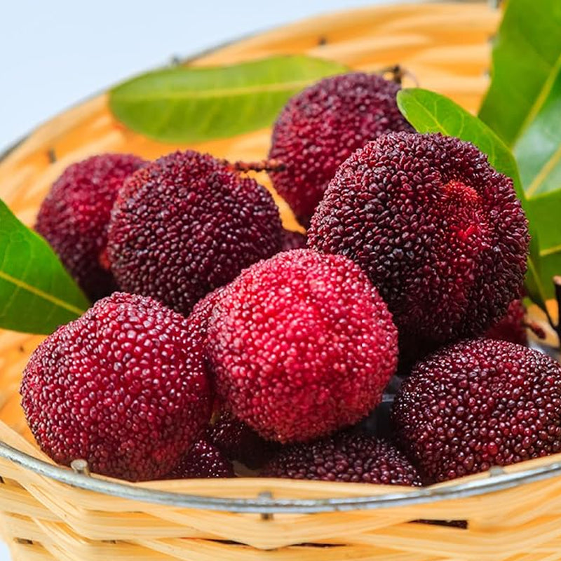 Semillas de Myrica Rubra Bayberry rojo Fruta dulce, saludable y jugosa Gran sabor Fresa una nueva y emocionante incorporación
