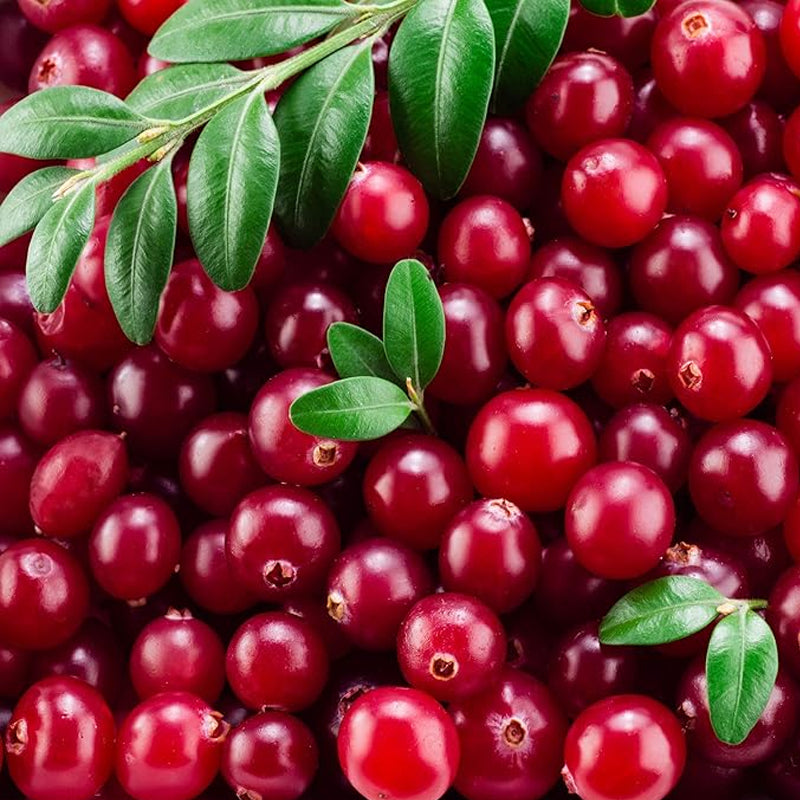 Vaccinium Macrocarpon Plantas de frutas de jardín de arándanos