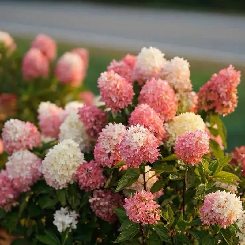 Cone Hydrangea Flowers Seeds-Vanilla Strawberry & Limelight