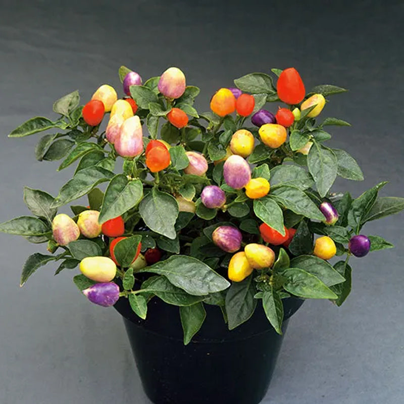 Chinese Five-Color Pepper Ornamental Pepper