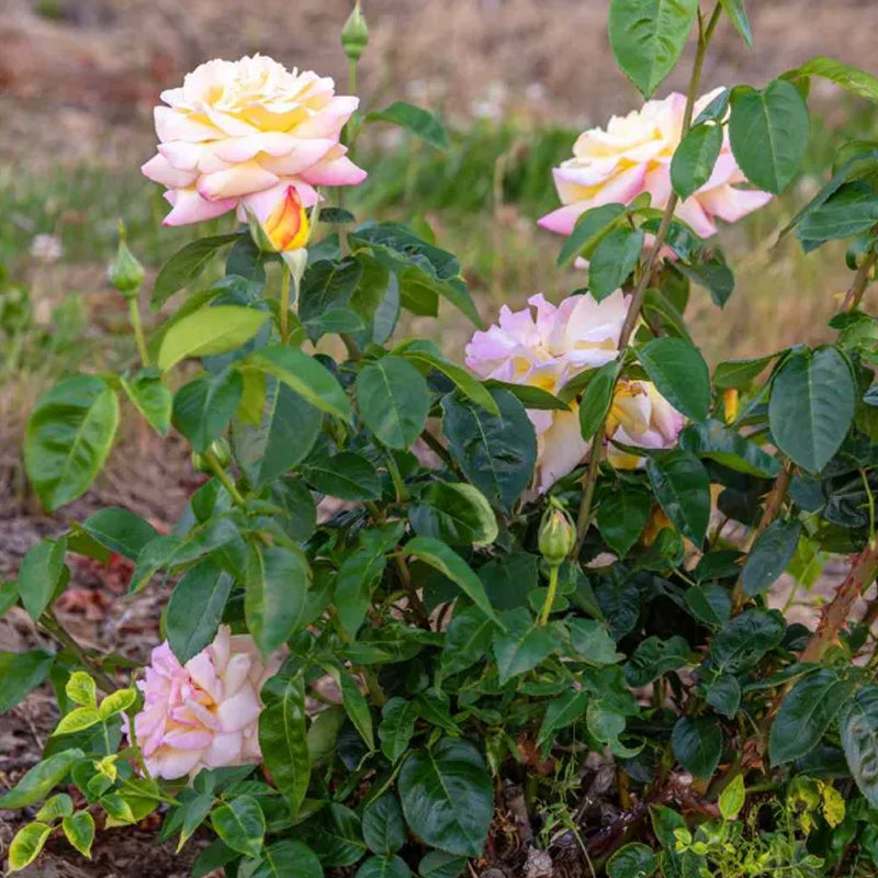 Rosas de la Paz - El Mensajero de la Paz