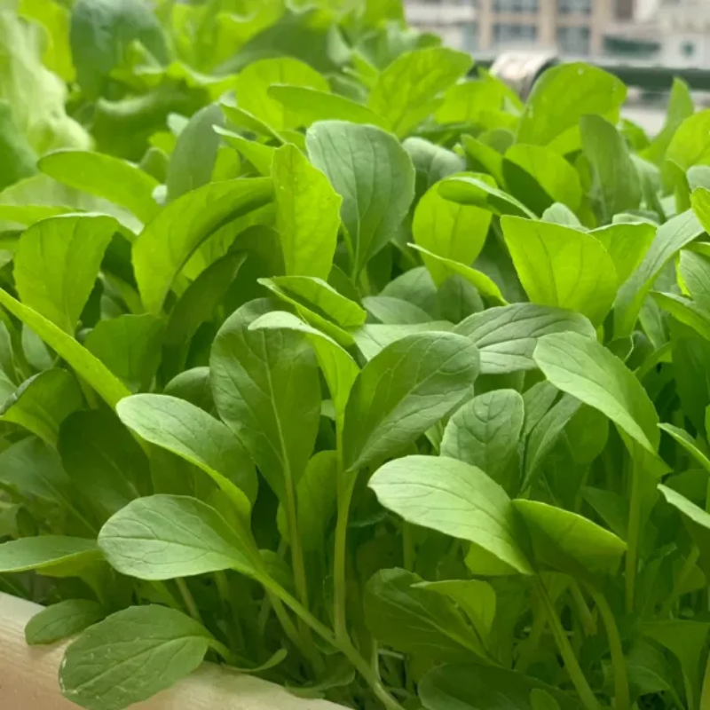 All Year Round Chicken Feather Vegetable Seeds