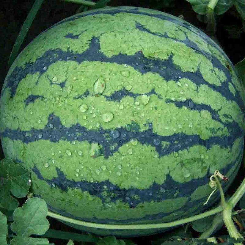 Semillas de sandía azul raras, frutas dulces y jugosas, alta tasa de germinación