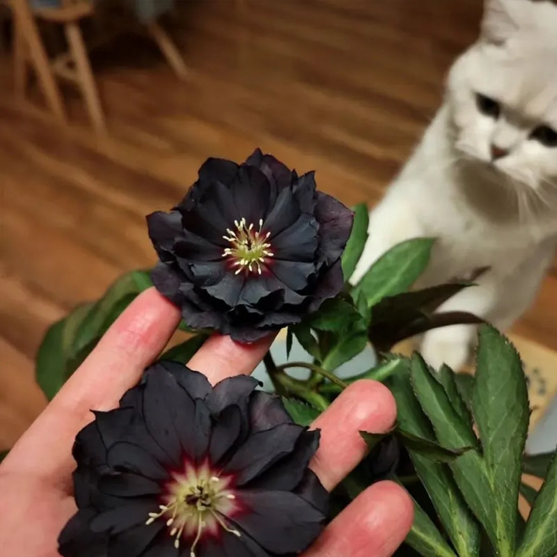 Rosa navideña-Eléboro negro