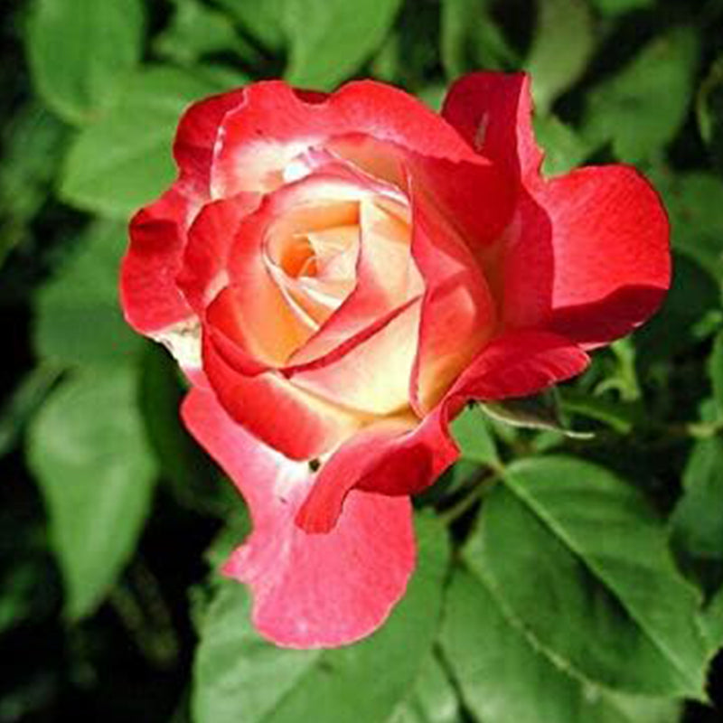 Semillas de flores de rosas multicolores mixtas, flores perennes, plantas raras, bonsái de jardín