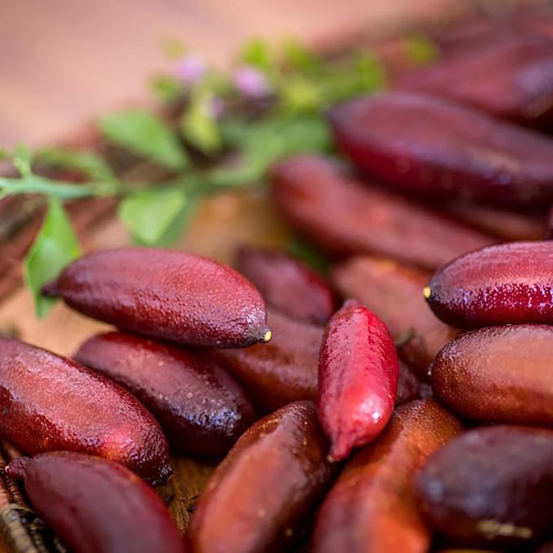 Semillas de lima dedo Citrus Australasica Caviar de lima utilizada como complemento para ensaladas Jardín Exterior