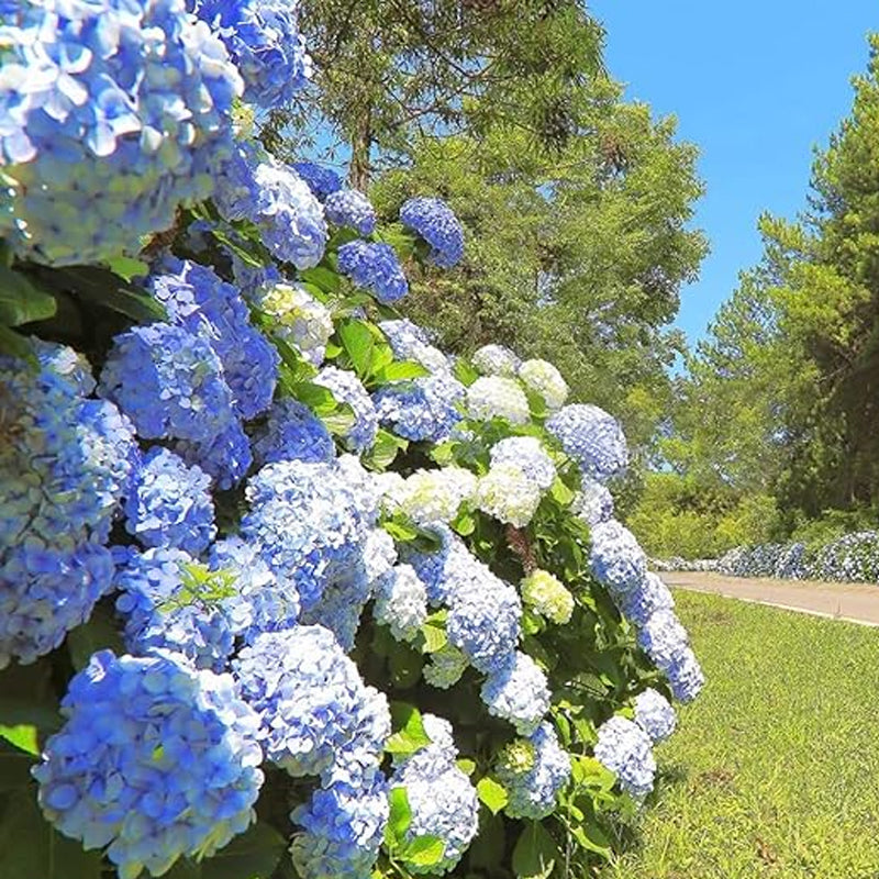 Mixed Hydrangea Seeds for Planting Fast Growing Shrub Flowers Seeds