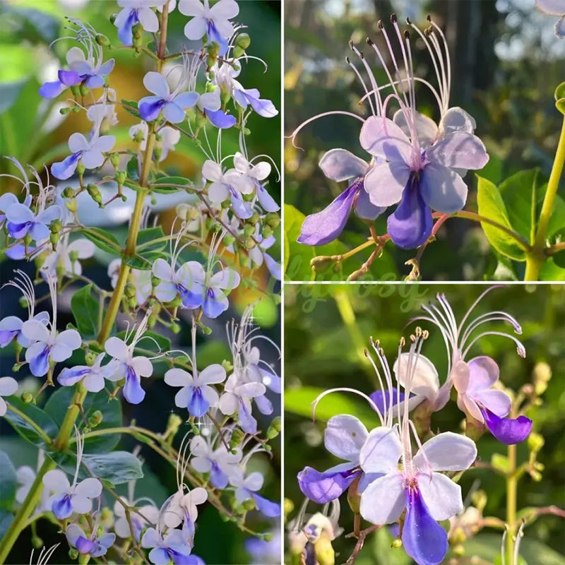Blue Butterfly Flower Seeds