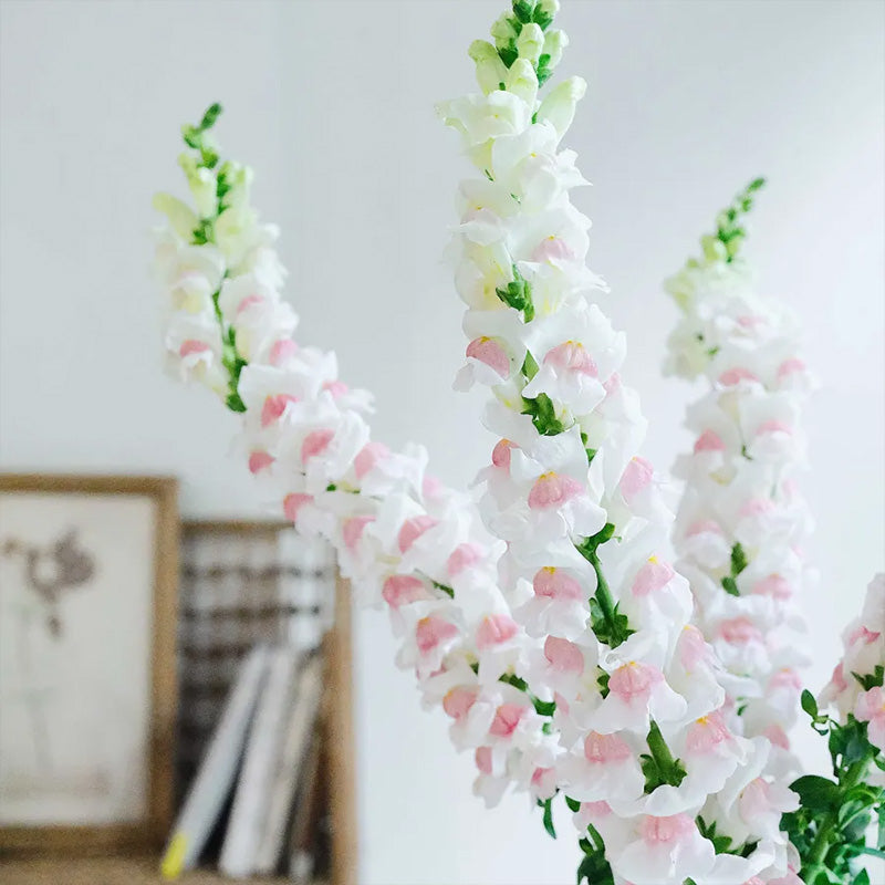 Apple Blossom Snapdragon Flower Seeds-Extremely romantic flowers