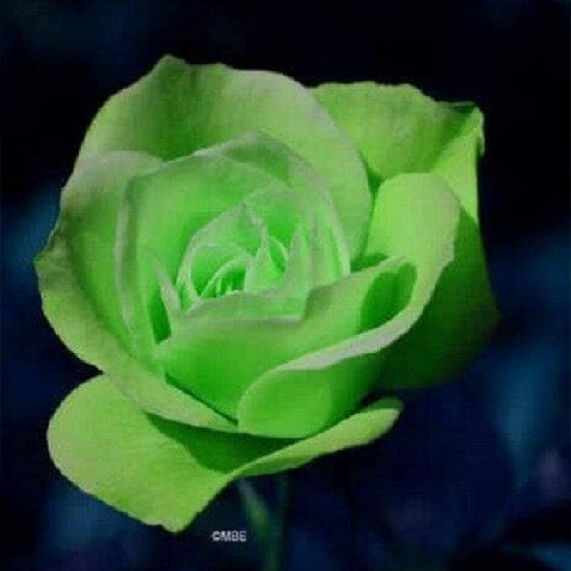 Rosa verde Rosa Flores Semillas Arbusto Arbusto Perenne Flor