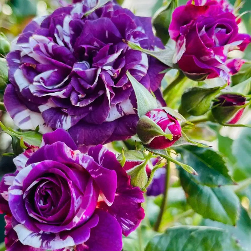 Joya con aroma a rosas