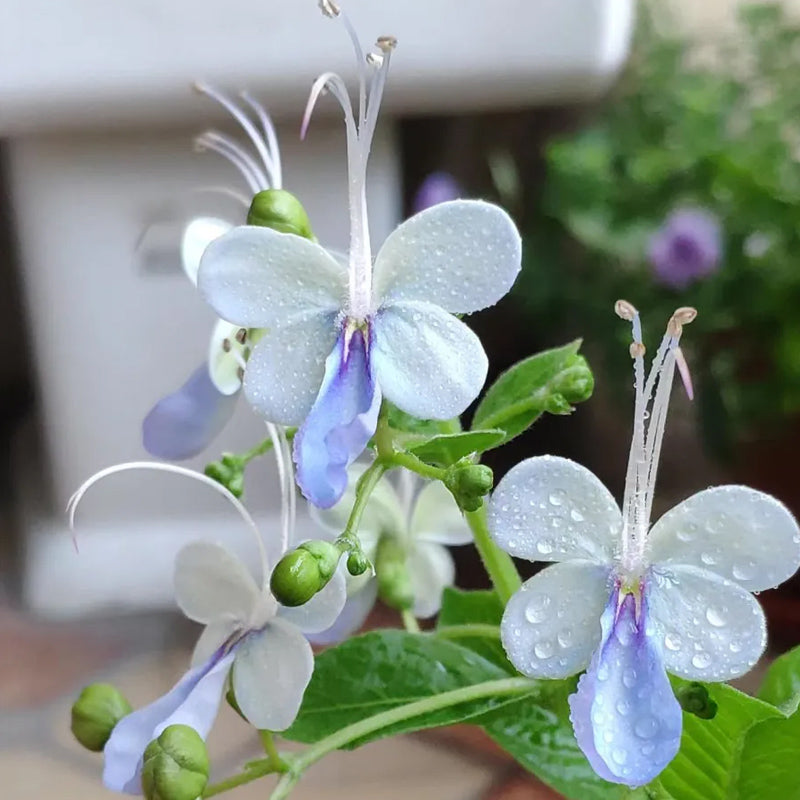Blue Butterfly Flower Easy