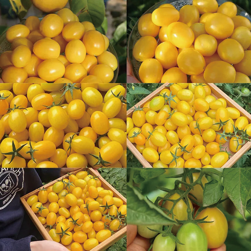 Semillas de tomate cherry amarillo de Patio Choice