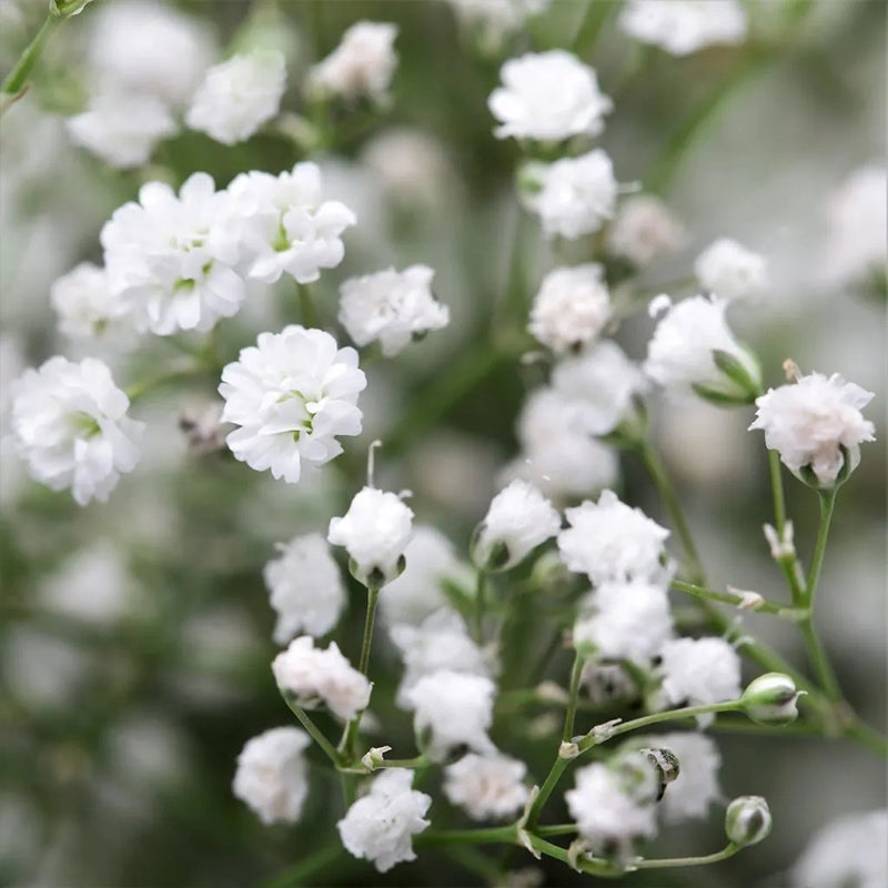 Gypsophila seeds Baby’s Breath Gypsophila