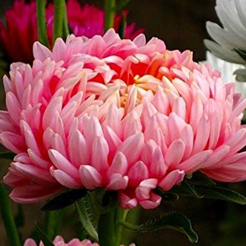 Mezcla de peonías y asters para plantar