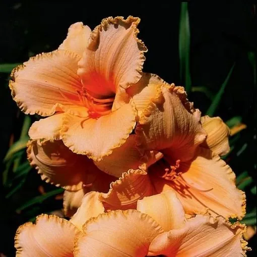 Daylily Hybrid Flowers Seeds, Hemerocallis Hybrid