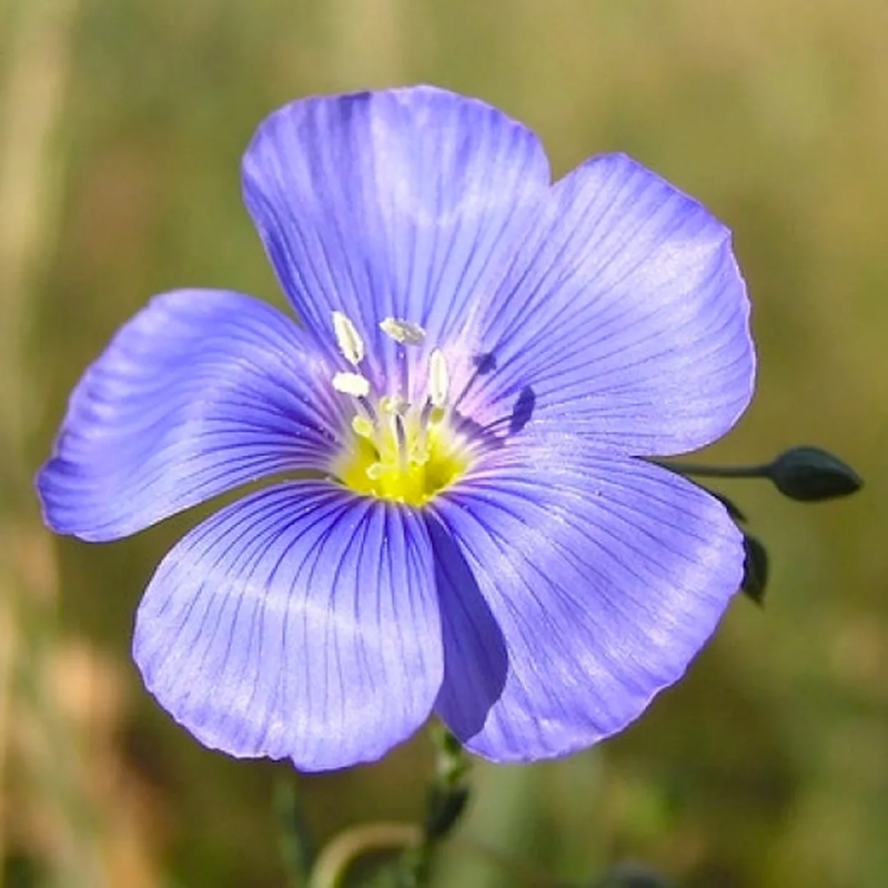 Perennial Blue Flax Seeds