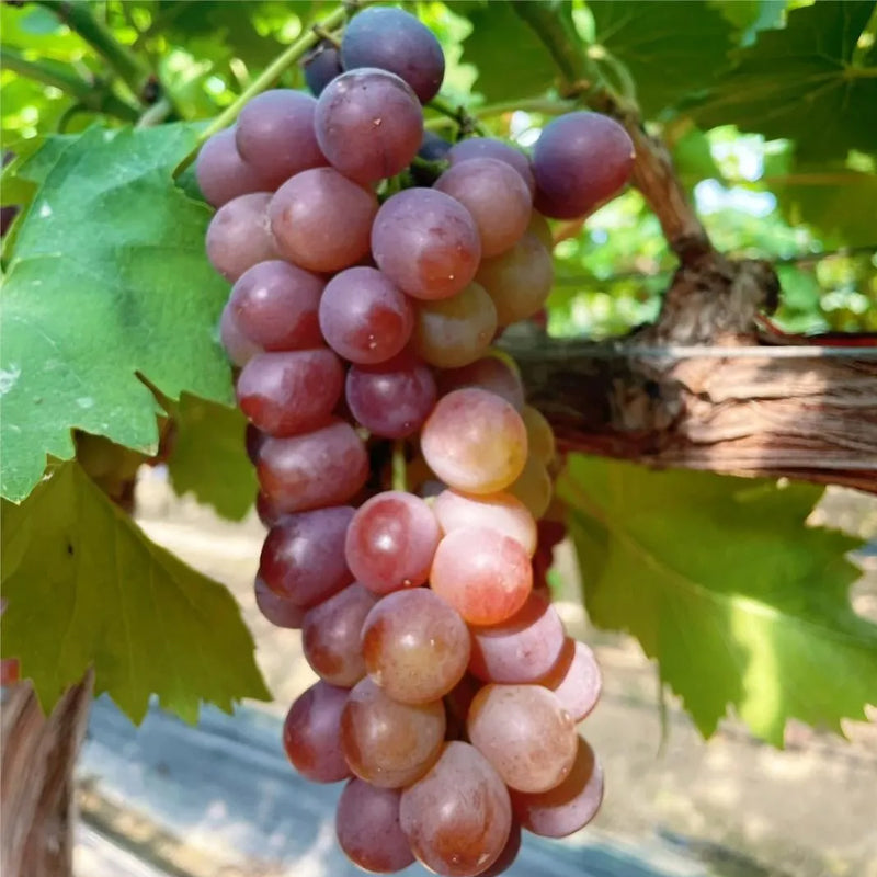 Midknight Beauty Grapes Seeds - Giant Rose (Rose scented)