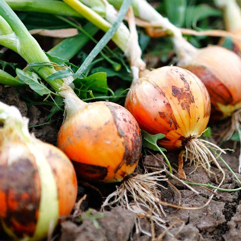 Yellow Stuttgarter Onion Sets Seeds,Noon Day Neutral Planting Set Growing Vegetable Scallion Green Seed