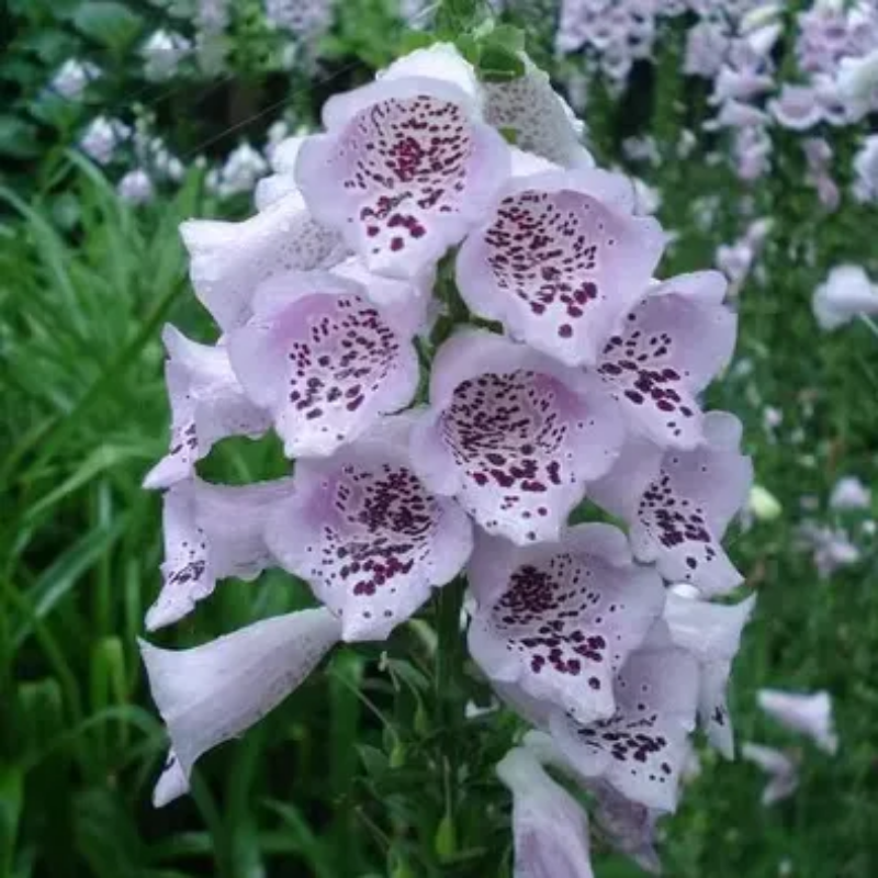 Mixed Foxglove Seeds