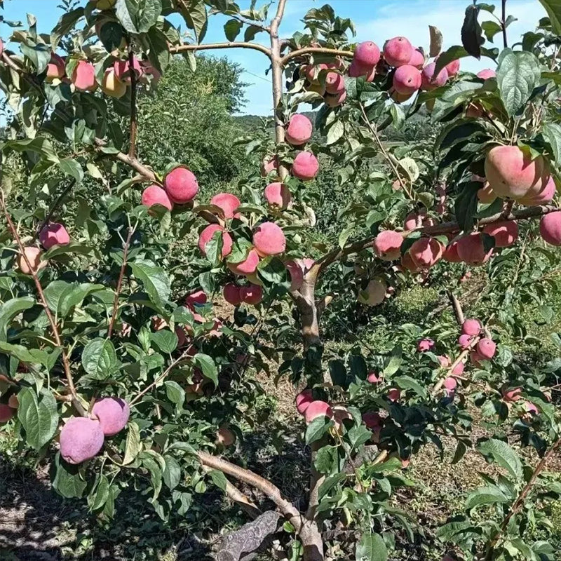 Semillas de fruto de leche: caimito, Chrysophyllum cainito