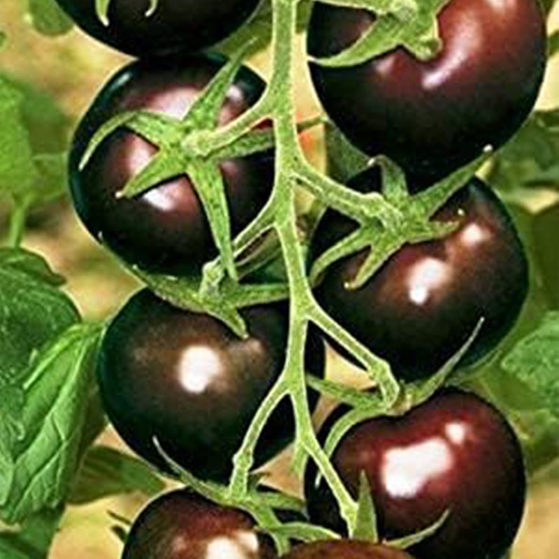 Tomate Cherry Negro Vegetal Para Plantar Sin OGM