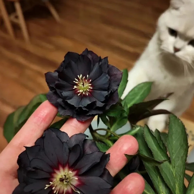 Black Helleborus - Christmas Rose