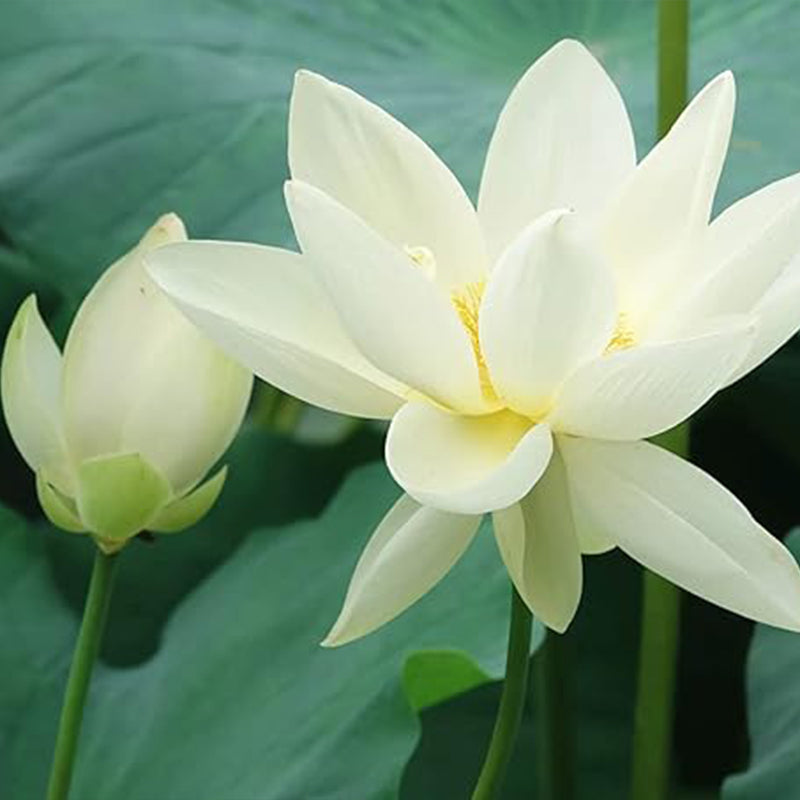 Semillas de loto en cuenco Semillas de loto para bonsái Semillas de plantas acuáticas Semillas de flores de nenúfar