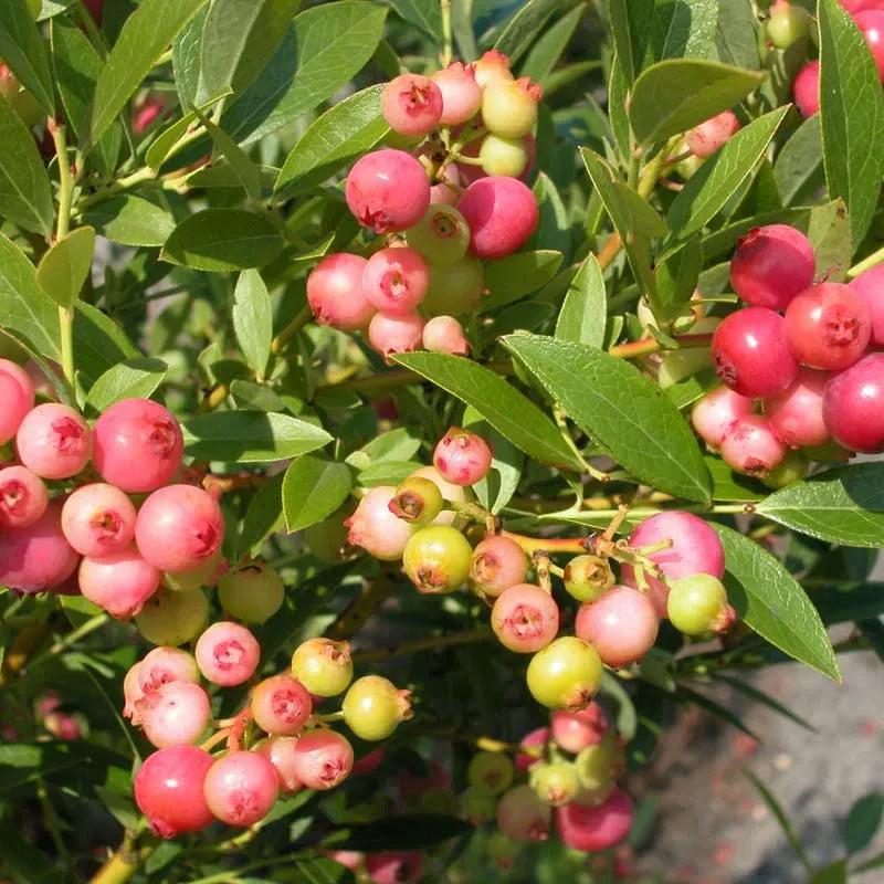Semillas de arándanos Pink Bliss: el doble de dulzura